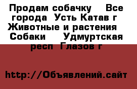 Продам собачку  - Все города, Усть-Катав г. Животные и растения » Собаки   . Удмуртская респ.,Глазов г.